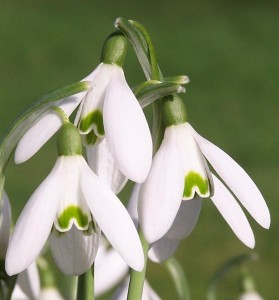 Snowdrops