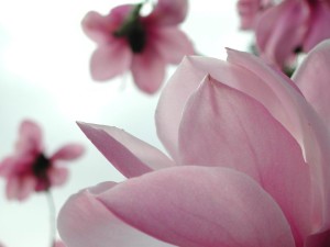 magnolia-flower-full-hd-picture-free-nature-wide-free-wallpaper
