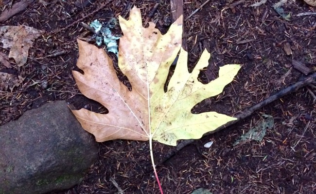 autumn-maple-leaf
