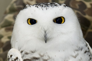 GRISSOM AIR RESERVE BASE, Ind. -- Hedwig, a snowy owl, was recently caught after leading Grissoms safety and airfield management personnel on a week-long chase. The owl, who was named after famed literary character Harry Potters owl, and other large birds pose a danger to Grissoms KC-135R Stratotankers and other aircraft. (U.S. Air Force photo/Tech. Sgt. Mark Orders-Woempner)