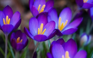 Amazing-Blue-Crocus-Flowers-Wallpaper