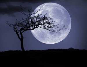 FullMoonTree_1500-56a6e11a5f9b58b7d0e53894